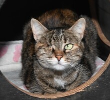 SAMIRA, Katze, Europäisch Kurzhaar in Gaimersheim - Bild 6