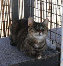 SAMIRA, Katze, Europäisch Kurzhaar in Gaimersheim - Bild 8