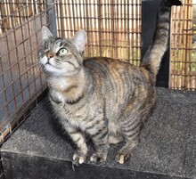 SAMIRA, Katze, Europäisch Kurzhaar in Gaimersheim - Bild 9