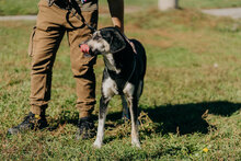 JAQUELINE, Hund, Mischlingshund in Bulgarien - Bild 2