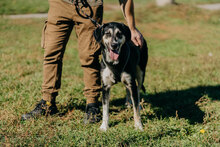 JAQUELINE, Hund, Mischlingshund in Bulgarien - Bild 3