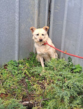 SANI, Hund, Mischlingshund in Bulgarien - Bild 13