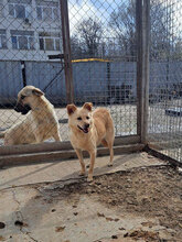 SANI, Hund, Mischlingshund in Bulgarien - Bild 14