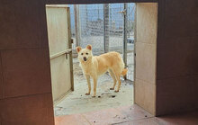 SANI, Hund, Mischlingshund in Bulgarien - Bild 15