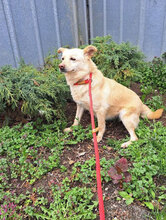 SANI, Hund, Mischlingshund in Bulgarien - Bild 16