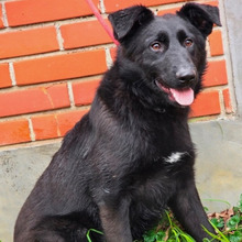 LUIGI, Hund, Kroatischer Hütehund-Mix in Kroatien - Bild 1