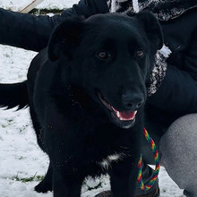 LUIGI, Hund, Kroatischer Hütehund-Mix in Kroatien - Bild 2