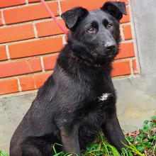 LUIGI, Hund, Kroatischer Hütehund-Mix in Kroatien - Bild 3