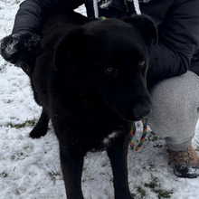 LUIGI, Hund, Kroatischer Hütehund-Mix in Kroatien - Bild 4