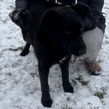 LUIGI, Hund, Kroatischer Hütehund-Mix in Kroatien - Bild 5