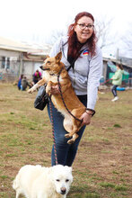 ICHI, Hund, Mischlingshund in Bulgarien - Bild 10