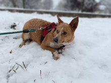 ICHI, Hund, Mischlingshund in Bulgarien - Bild 12