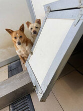 ICHI, Hund, Mischlingshund in Bulgarien - Bild 13