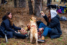 ICHI, Hund, Mischlingshund in Bulgarien - Bild 14