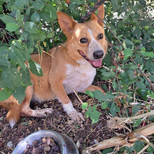 ICHI, Hund, Mischlingshund in Bulgarien - Bild 3