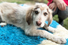 BATUFFOLO, Hund, Mischlingshund in Italien - Bild 2