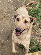 MIJA, Hund, Mischlingshund in Nordmazedonien - Bild 1