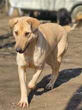 MIJA, Hund, Mischlingshund in Nordmazedonien - Bild 2