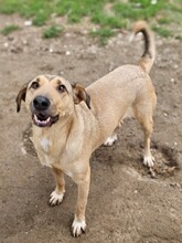 MIJA, Hund, Mischlingshund in Nordmazedonien - Bild 3