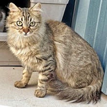 BORABORA, Katze, Langhaar-Mix in Spanien - Bild 2