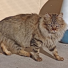 BORABORA, Katze, Langhaar-Mix in Spanien - Bild 4