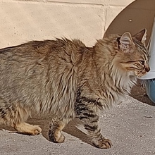 BORABORA, Katze, Langhaar-Mix in Spanien - Bild 5