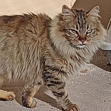 BORABORA, Katze, Langhaar-Mix in Spanien - Bild 6