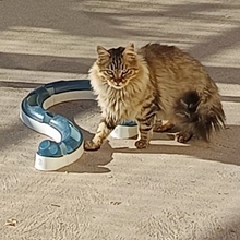 BORABORA, Katze, Langhaar-Mix in Spanien - Bild 8