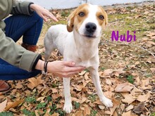 NUBI, Hund, Bodeguero Andaluz-Mix in Spanien - Bild 1