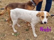 NUBI, Hund, Bodeguero Andaluz-Mix in Spanien - Bild 11