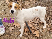 NUBI, Hund, Bodeguero Andaluz-Mix in Spanien - Bild 12