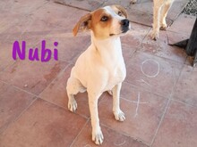 NUBI, Hund, Bodeguero Andaluz-Mix in Spanien - Bild 2