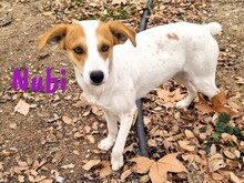 NUBI, Hund, Bodeguero Andaluz-Mix in Spanien - Bild 3