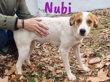 NUBI, Hund, Bodeguero Andaluz-Mix in Spanien - Bild 4