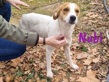 NUBI, Hund, Bodeguero Andaluz-Mix in Spanien - Bild 5