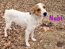 NUBI, Hund, Bodeguero Andaluz-Mix in Spanien - Bild 6