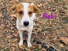 NUBI, Hund, Bodeguero Andaluz-Mix in Spanien - Bild 8