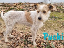 PUCHI, Hund, Bodeguero Andaluz-Mix in Spanien - Bild 11