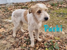 PUCHI, Hund, Bodeguero Andaluz-Mix in Spanien - Bild 12