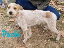 PUCHI, Hund, Bodeguero Andaluz-Mix in Spanien - Bild 13