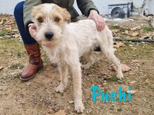 PUCHI, Hund, Bodeguero Andaluz-Mix in Spanien - Bild 15