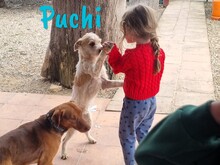 PUCHI, Hund, Bodeguero Andaluz-Mix in Spanien - Bild 2