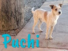 PUCHI, Hund, Bodeguero Andaluz-Mix in Spanien - Bild 4