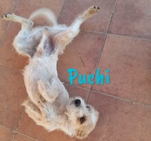 PUCHI, Hund, Bodeguero Andaluz-Mix in Spanien - Bild 5