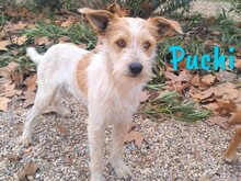 PUCHI, Hund, Bodeguero Andaluz-Mix in Spanien - Bild 6