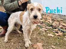 PUCHI, Hund, Bodeguero Andaluz-Mix in Spanien - Bild 7