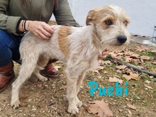 PUCHI, Hund, Bodeguero Andaluz-Mix in Spanien - Bild 8