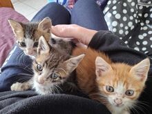 BINDI, Katze, Abessinier in Griechenland - Bild 3