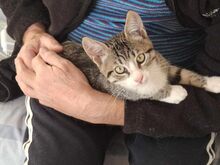 BINDI, Katze, Abessinier in Griechenland - Bild 4