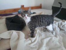 BINDI, Katze, Abessinier in Griechenland - Bild 5
